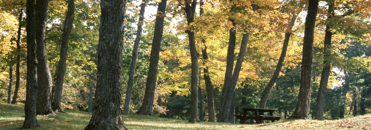 park with trees and a wood picnic table - Innovative Garage Flooring epoxy flooring contractors near