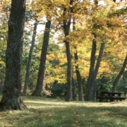 park with trees and a wood picnic table - Innovative Garage Flooring epoxy flooring contractors near