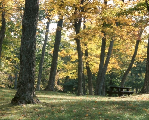 park with trees and a wood picnic table - Innovative Garage Flooring epoxy flooring contractors near