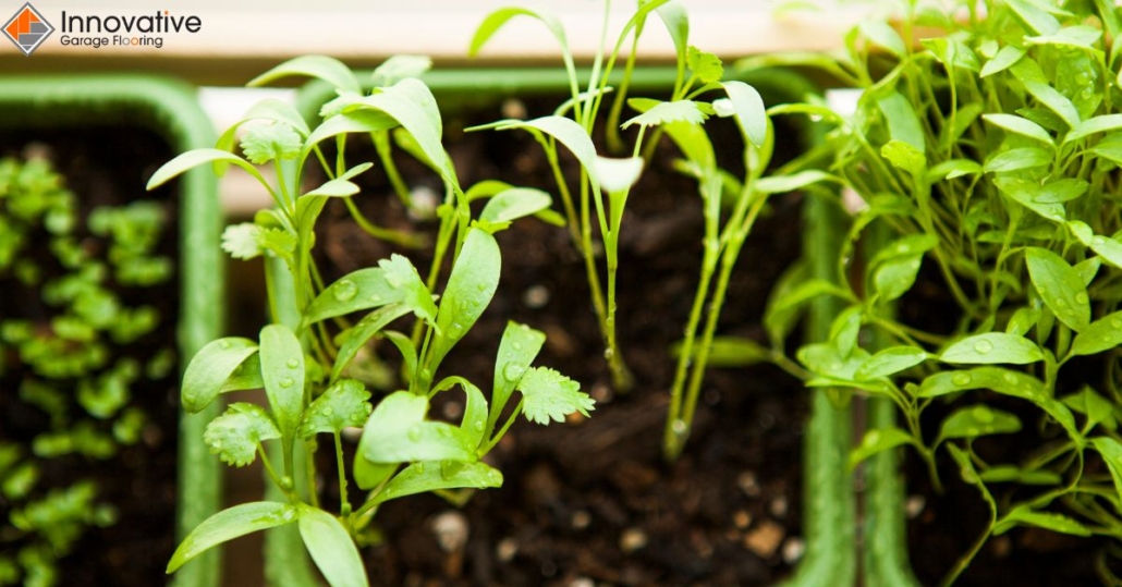 close up of green plants emerging from dirt - Innovative Garage Flooring epoxy flooring for agricultural facilities