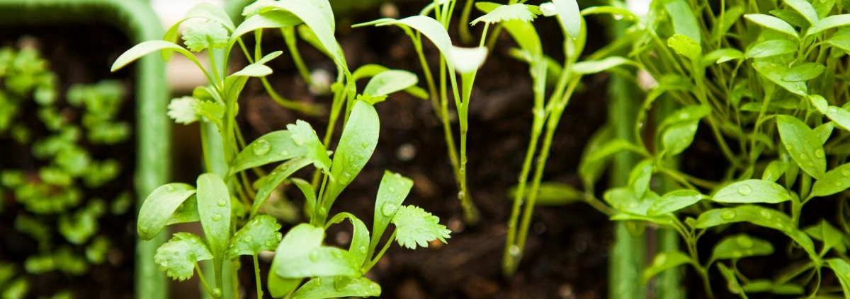 close up of green plants emerging from dirt - Innovative Garage Flooring epoxy flooring for agricultural facilities