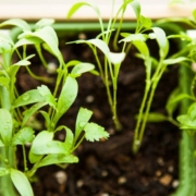 close up of green plants emerging from dirt - Innovative Garage Flooring epoxy flooring for agricultural facilities