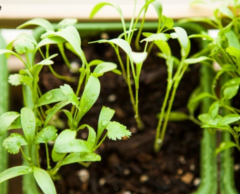 close up of green plants emerging from dirt - Innovative Garage Flooring epoxy flooring for agricultural facilities