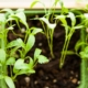 close up of green plants emerging from dirt - Innovative Garage Flooring epoxy flooring for agricultural facilities