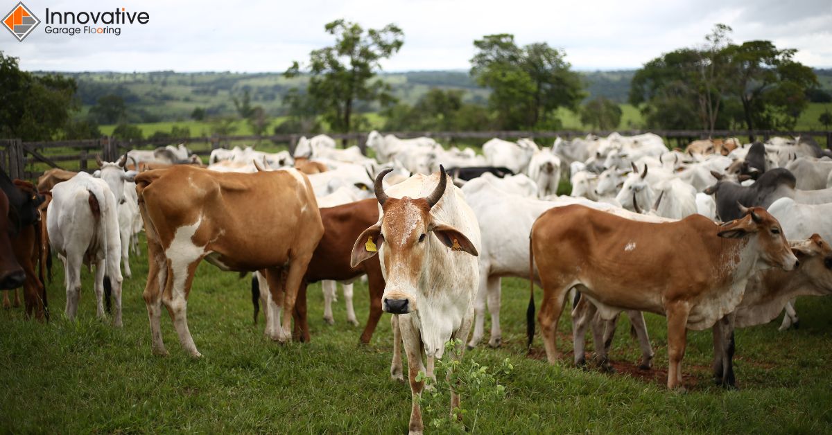 close up of livestock on the pasture - Innovative Garage Flooring epoxy flooring for agricultural facilities